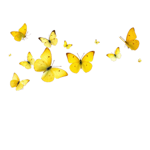 Blue Yellow and Black Vintage Butterflies Photo Collage Instagram Post (150 x 150 px)-4